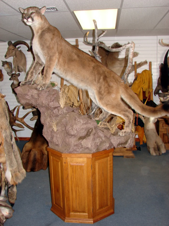 BOBCAT shoulder mount, wall pedestal w/driftwood. 